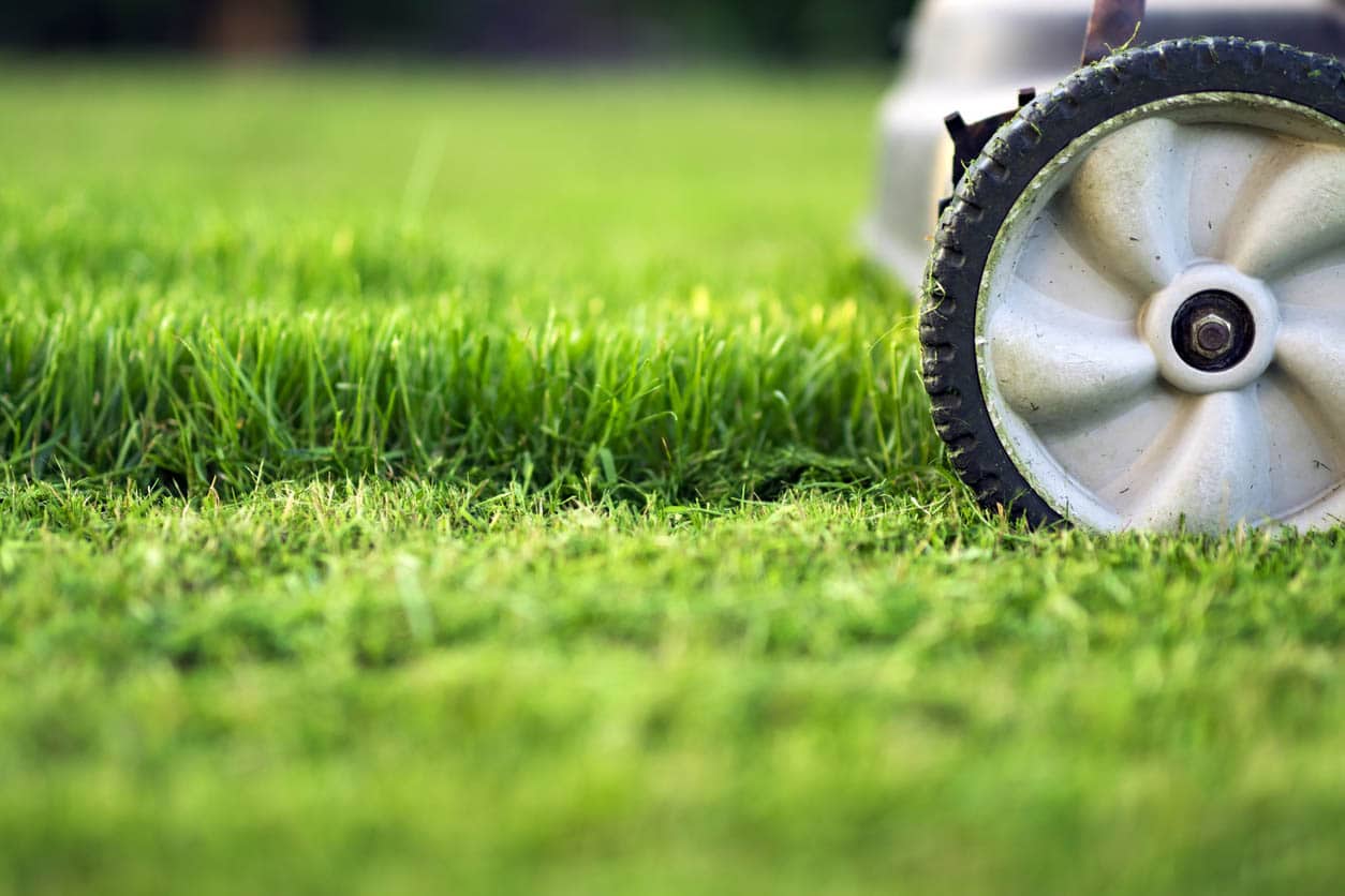 À quelle fréquence devez-vous tondre votre pelouse en été?