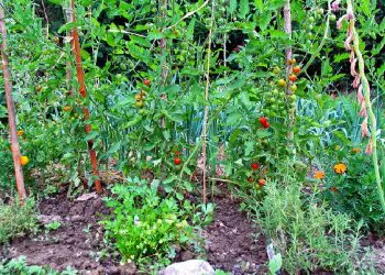 Jardin Potager bio