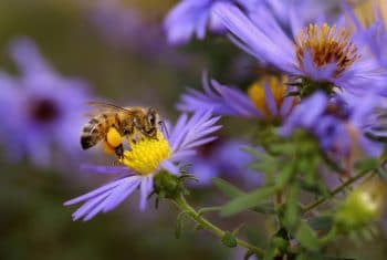 Honeybee On Aster